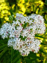 white flowers in the woods