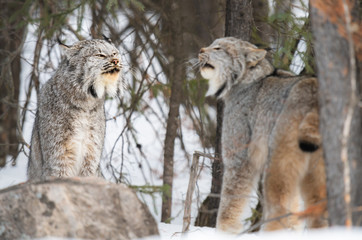 Canadian lynx in the wild
