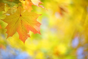 Naklejka na ściany i meble Yellow autumn maple tree background