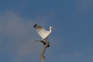 A White Ibis (Eudocimus albus) with wings spread perched on a dead tree branch at Green Cay Wetlands, Delray Beach, Florida USA