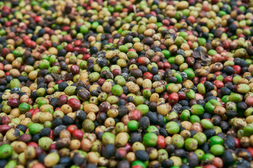 coffee beans of green, yellow, red and blue colours lying on the ground