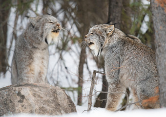 Canadian lynx in the wild