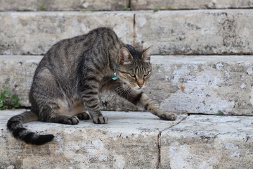 Chat tigré assis sur les marches