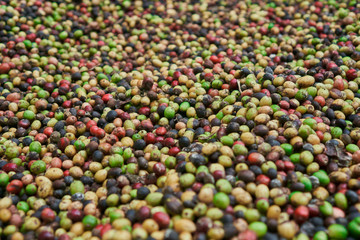coffee beans of green, yellow, red and blue colours lying on the ground