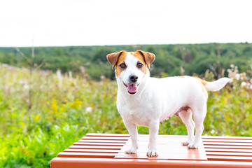 A beautiful white dog Jack Russell Terrier stands on an orange bench, opened her mouth, stuck out her tongue, looks at camera
