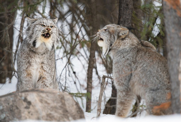 Canadian lynx in the wild