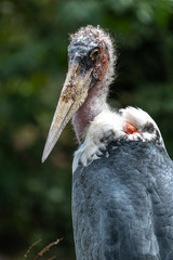 Portrait of Marabou Stork (Leptoptilos crumenifer)