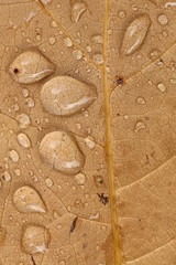 Water droplets on a yellow autumn leaf close up.	
