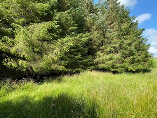 Fototapeta na wymiar Long grasses, and large fir trees, high on the hills above, Buckden, Skipton, UK