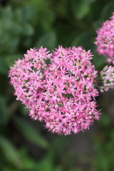 Sedum