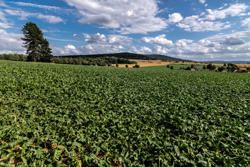 Sugar Beet Field (Beta vulgaris), Germany