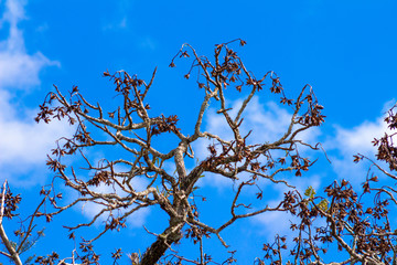 dry tree branches against sky, dry branchs under the sky, dry branch under the blue sky with clouds