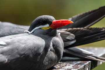 Fototapeta premium Portrait of an Inca tern (Larosterna inca)