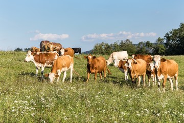 Fototapeta na wymiar Cows on a summer pasture in Czech Republic - Europe. Bio farm. Cattle grazing. Czech countryside.