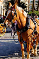 horse drawn carriage in seville