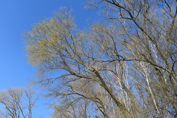 tree in the sky