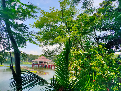 Green water of the pond with the little hut/ tukul in the middle surrounded by trees and bushes in beautiful bangladeshi park in Tangail, Bangladesh.
