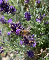 bee on lavender