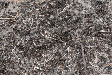 ants on the ground