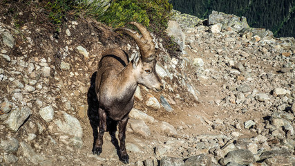 Tour du Mont Blanc, hiking in the Alps