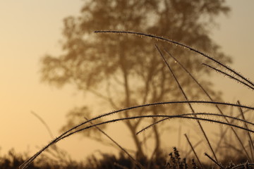 Grasses covered with a layer of frost during the sunrise.