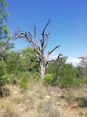 tree in the desert