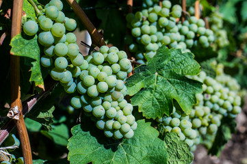 The grapes grow in the field under the sun