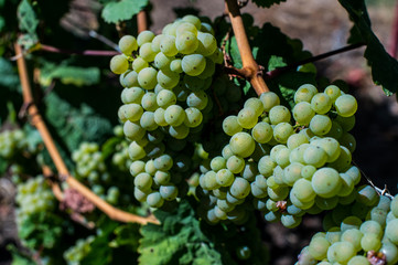 The grapes grow in the field under the sun