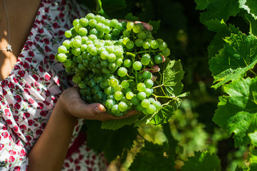 fresh grapes in the hands of a woman