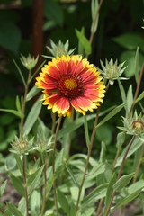 red and yellow flower