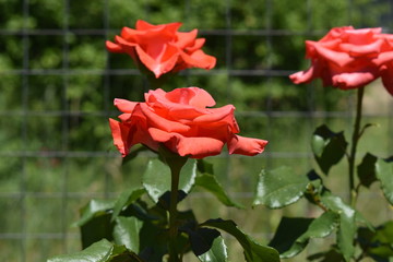 red rose in the garden