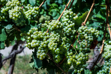 The grapes grow in the field under the sun