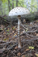 fly agaric mushroom