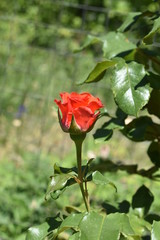 red rose in the garden