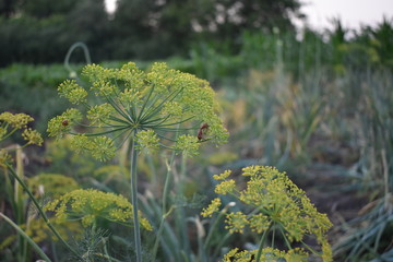 yellow flowers in the garden