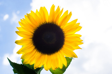 ripe sunflower against the sky