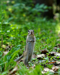 funny Chipmunk stands on its hind legs and looks surprised