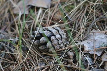 pine cones on the ground