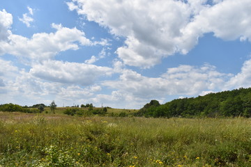 green grass and blue sky