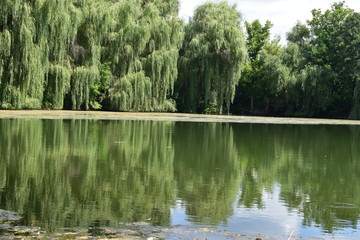 reflection of trees in water