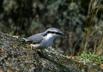 grey nuthatch sitting on a rock