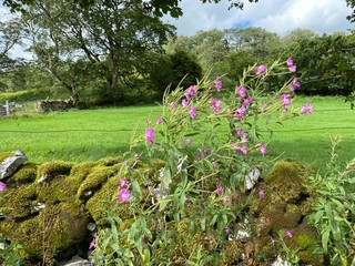 Red foxgloves, growing on a moss covered dry stone wall, next to a meadow with old trees near, Buckden, Skipton, UK