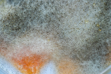 A piece of food covered with mold and pathogenic fungi rotates close-up