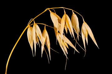 Oat panicle on a black background
