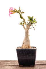 Pink flower of a desert rose bonsai tree