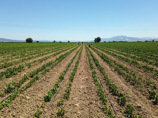 Fototapeta na wymiar Vegetable rows. farming and agriculture concept