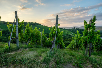 Fototapeta na wymiar Vineyard with vines in dawn