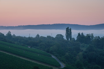 Vineyard with trees in misty dawn
