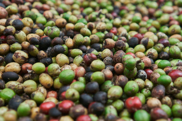 coffee beans of green, yellow, red and blue colours lying on the ground