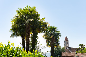View of the San Martino Chiesa Church by Ronco Sopra Ascona with Palms in sunshine.
